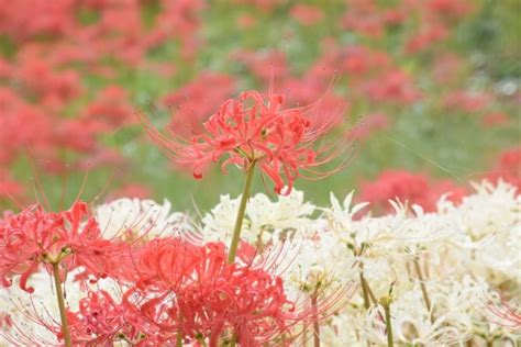 彼岸花 開花|彼岸花の見頃の時期はいつ？開花する期間や人気の名。